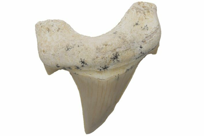 Fossil Shark Tooth (Otodus) - Morocco #211855
